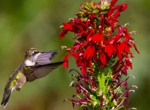 Discover the Vibrant Beauty of Ruby Red Plants - Unveiling Nature's Colorful Gems