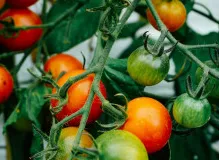 Discover the Beauty of Sedgefield Garden Apartments - Your Ideal Oasis!