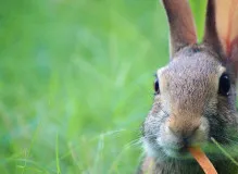 Discover the Stunning Beauty of Teal Green - Unveil Its Magical Allure Now!