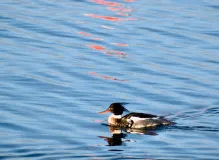 Find Affordable Apartments near Me - Best Deals on Local Rentals