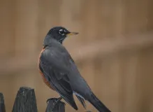 Discover Affordable Apartments Near You