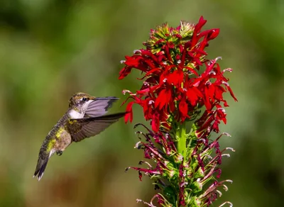 Discover the Vibrant Beauty of Ruby Red Plants - Unveiling Nature's Colorful Gems