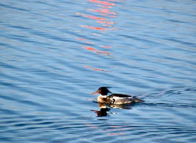 Find Affordable Apartments near Me - Best Deals on Local Rentals