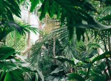 Discover the Ultimate Guide to Air Plants Care: A Step-by-Step Approach for Thriving Greenery!