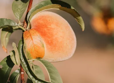 Capture the Essence of Elegance with Peach-Coloured Delights